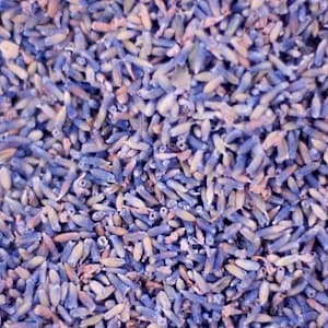 Heirloom Lavender Herb Flower Seed Garden Organic Non Gmo Vera English image 8