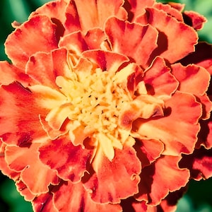 May include: A close-up of a vibrant orange marigold flower with ruffled petals. The flower has a yellow center and is in full bloom.
