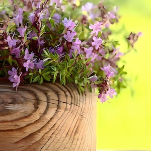 Creeping Thyme 300+ Seeds - Heirloom Herb, Culinary & Medicinal, Fragrant Ground Cover, Open Pollinated, Non-GMO image 9