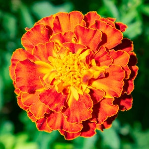 Heirloom Marigold Sparky French Mix Organic Flower Seed Garden Container Friendly Non Gmo