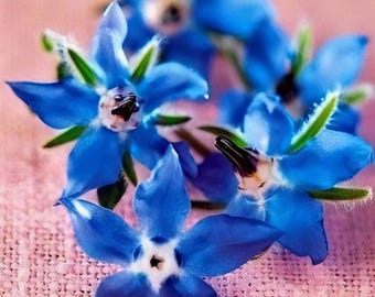 Borage Heirloom Herb Seeds - Medicinal Tea Garden, Attracts Pollinators & Beneficial Insects, Non-GMO