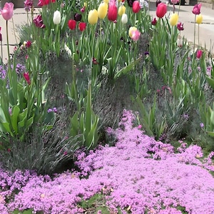Creeping Thyme 300+ Seeds - Heirloom Herb, Culinary & Medicinal, Fragrant Ground Cover, Open Pollinated, Non-GMO image 7