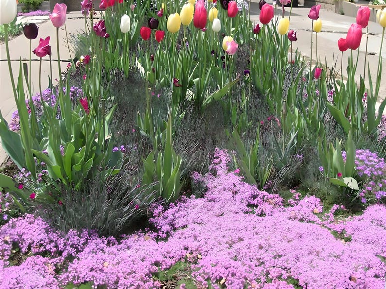 Creeping Thyme 300+ Seeds - Heirloom Herb, Culinary & Medicinal, Fragrant Ground Cover, Open Pollinated, Non-GMO image 7