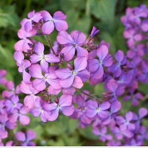 Money Plant Flower Seeds: Heirloom Lunaria, Silver Dollar, Pollinator Garden image 2