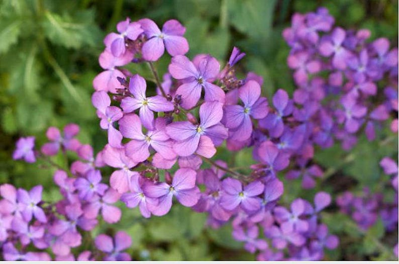 Money Plant Flower Seeds: Heirloom Lunaria, Silver Dollar, Pollinator Garden image 2