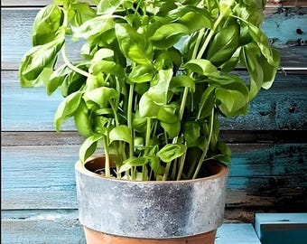 Heirloom Genovese Basil Seeds - Organic Italian Cooking Herb, Non-GMO