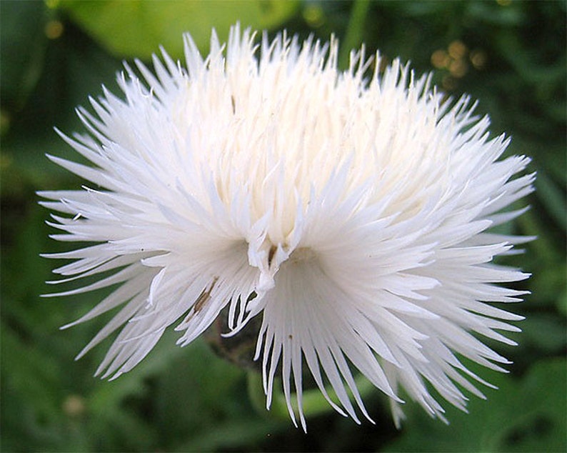 Erbstück Sweet Sultan Imperialis Mix Blumensamen Garten Bio Non Gmo Einjährige Amberboa moschata Bild 4