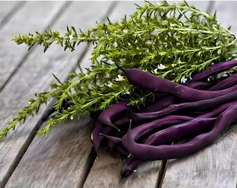 Louisiana Purple Pod Heirloom Bush Bean Seeds - Organic, Non-GMO