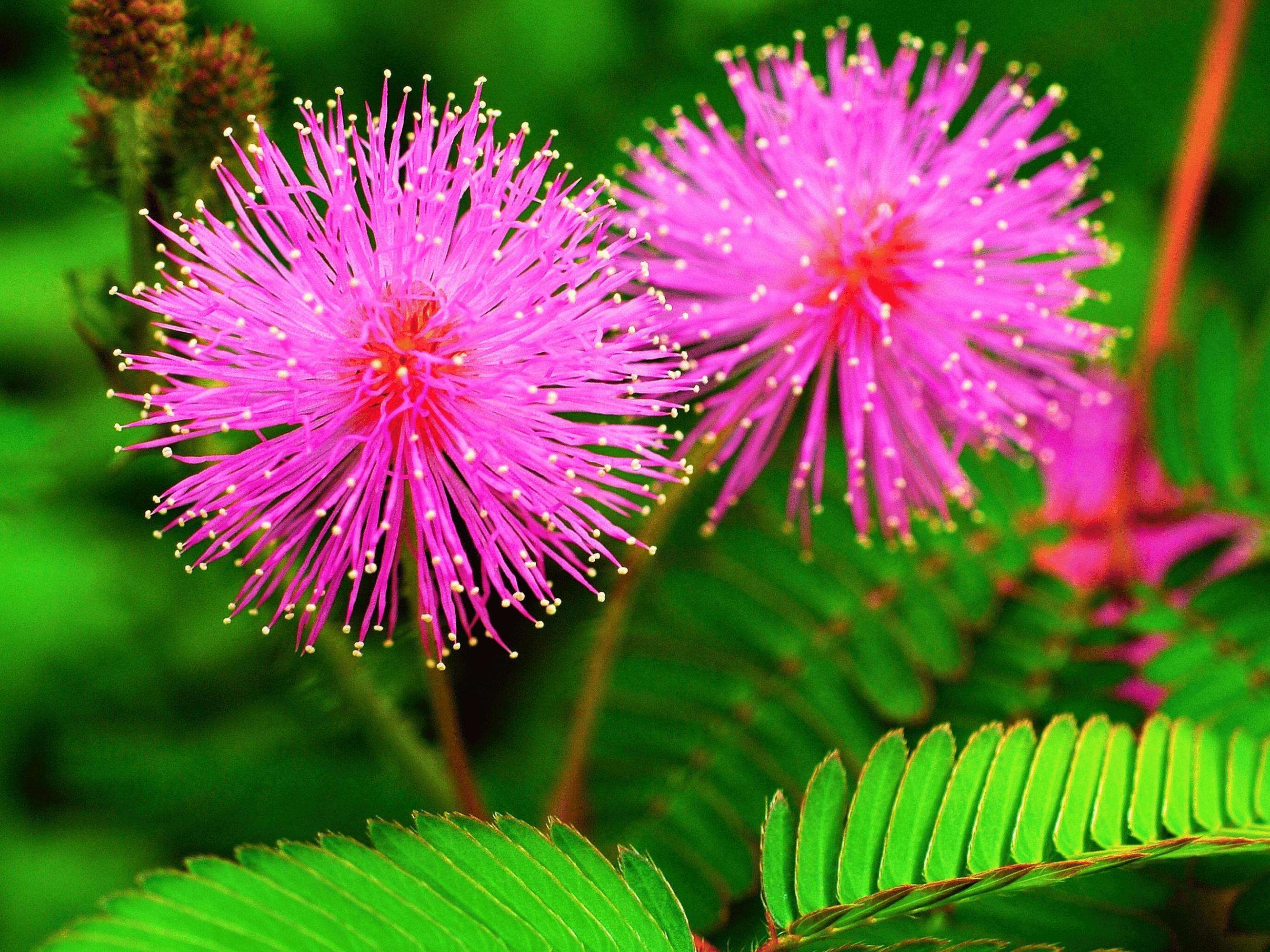 PIPPICHIC ミュール　mimosa Mimosa Pudica Seeds: Sensitive 'touch Me Not' Heirloom Flower - Etsy