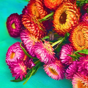 May include: A bouquet of pink and orange strawflowers, also known as paper daisies, arranged on a turquoise background.