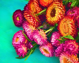 May include: A bouquet of pink and orange strawflowers, also known as paper daisies, arranged on a turquoise background.