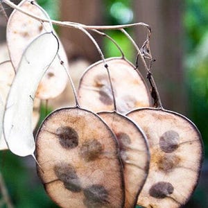 Honesty Plant Seeds: Silver Dollar, Purple Flowers, Heirloom Lunaria image 7