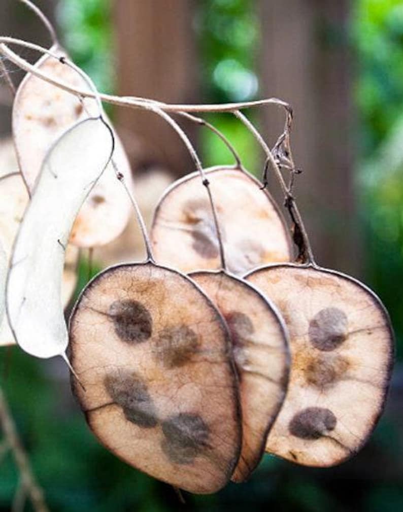 Honesty Plant Seeds: Silver Dollar, Purple Flowers, Heirloom Lunaria image 7