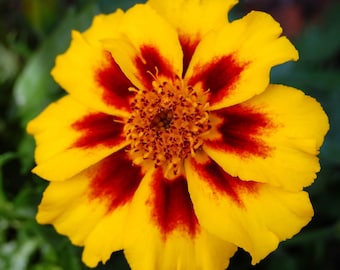Naughty Marietta Marigold Seeds, Heirloom Edible Flower, Container Garden