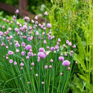 Heirloom Common Chives Seeds Container Friendly, Pretty Purple Flowers, Organic, Non-GMO image 4