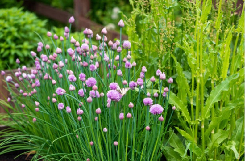 Heirloom Common Chives Seeds Container Friendly, Pretty Purple Flowers, Organic, Non-GMO image 4