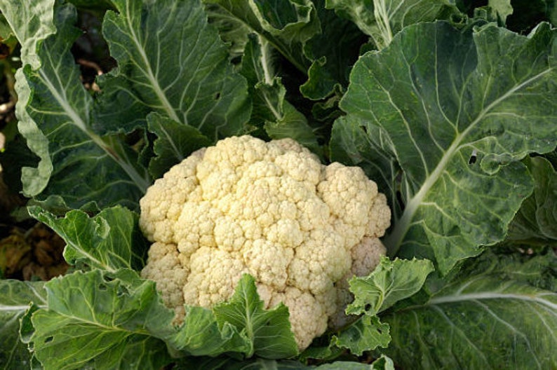 Organic Cauliflower - Snowball - Premier Seeds Direct