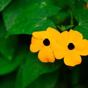 Black-eyed Susan Vine Heirloom Flower Seeds - Annual Flowering Vine, Trellis Gardening, Easy to Grow