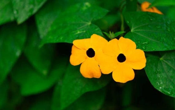 Black-eyed Susan Vine Heirloom Flower Seeds - Annual Flowering Vine, Trellis Gardening, Easy to Grow