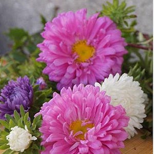 Powder Puff Aster Flower Seeds: Heirloom, Easy to Grow, Pollinator Friendly image 3
