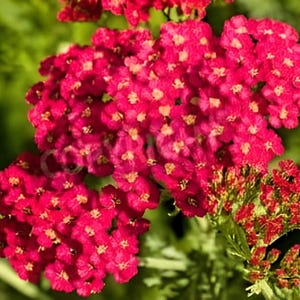 Red Yarrow Seeds - Medicinal Pollinator & Perennial Native Wildflower