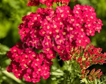 Graines d'achillée millefeuille rouge - Pollinisateur médicinal et fleur sauvage indigène vivace