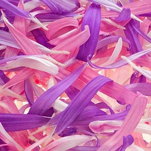 Powder Puff Aster Flower Seeds: Heirloom, Easy to Grow, Pollinator Friendly image 8