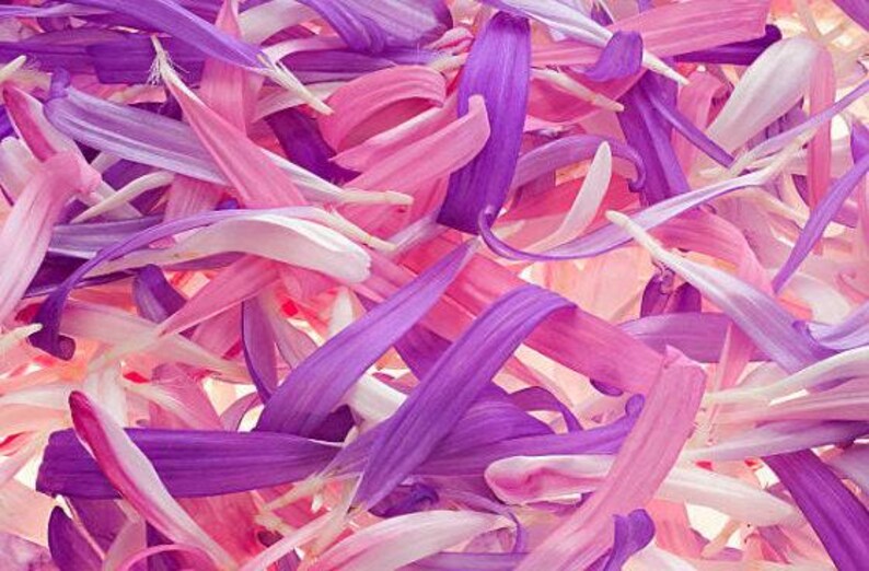 Powder Puff Aster Flower Seeds: Heirloom, Easy to Grow, Pollinator Friendly image 8