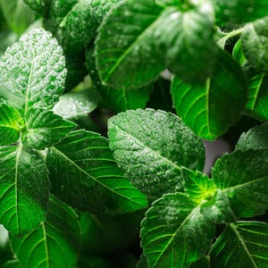 Holy Basil (Tulsi) - 100+ Seeds, Heirloom Culinary & Medicinal Herb, Non-GMO (Ocimum tenuiflorum)