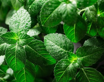 Holy Basil (Tulsi) - 100+ Seeds, Heirloom Culinary & Medicinal Herb, Non-GMO (Ocimum tenuiflorum)