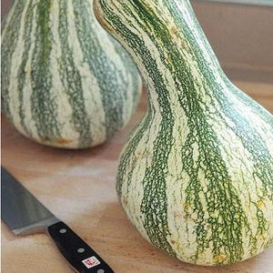 Cushaw Green Striped Heirloom Pumpkin Seeds - Striped Kershaw, Tennessee Sweet Potato, Organic, Non-GMO