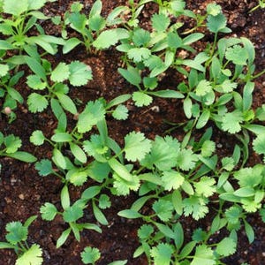Slow Bolt Cilantro Seeds, Heirloom Herb (Non-GMO, Organic) image 3
