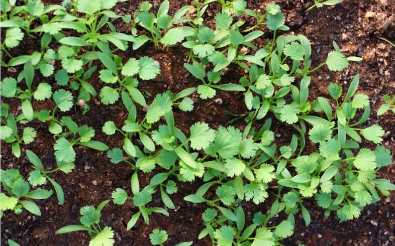 Slow Bolt Cilantro Seeds, Heirloom Herb (Non-GMO, Organic) image 3