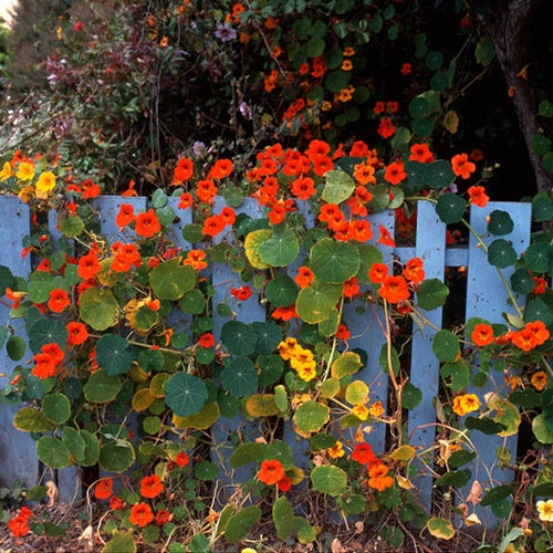 Heirloom Trailing Nasturtium Mix Seed Climbing Edible Flower Herb Organic Attracts Hummingbirds & Bees Container friendly Companion plant