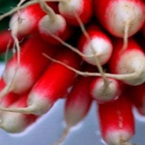 French Breakfast Heirloom Radish Seeds - Organic, Non-GMO image 3