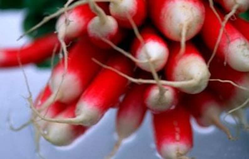 French Breakfast Heirloom Radish Seeds - Organic, Non-GMO image 3