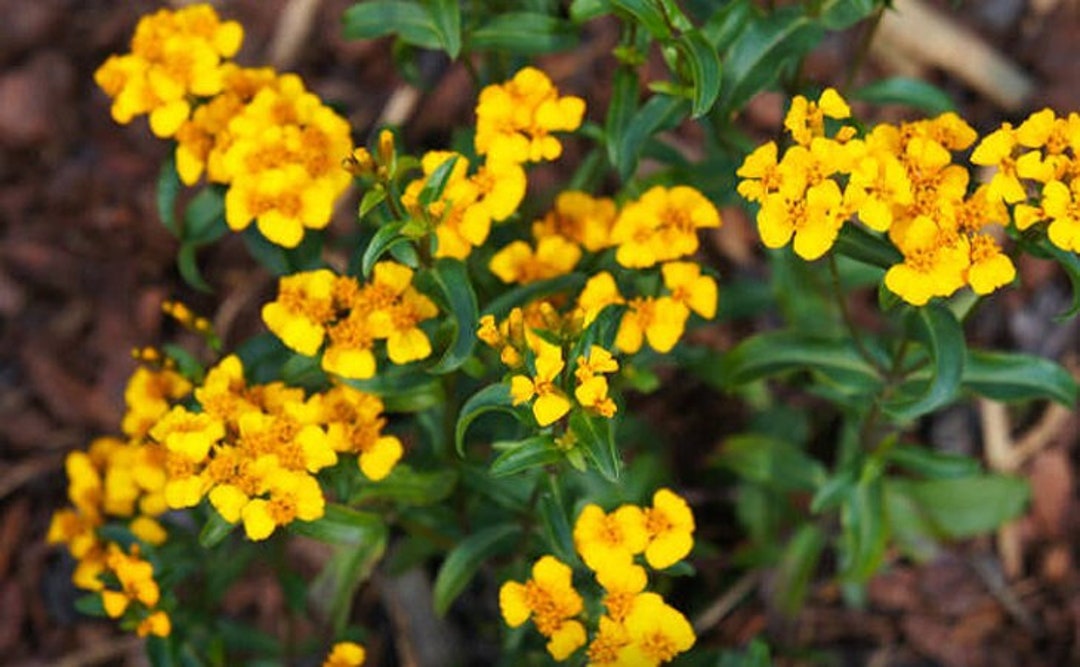 Heirloom Mexican Tarragon Marigold Mint Herb Seed Flower Tea Etsy