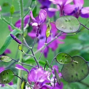 Money Plant Flower Seeds: Heirloom Lunaria, Silver Dollar, Pollinator Garden image 6