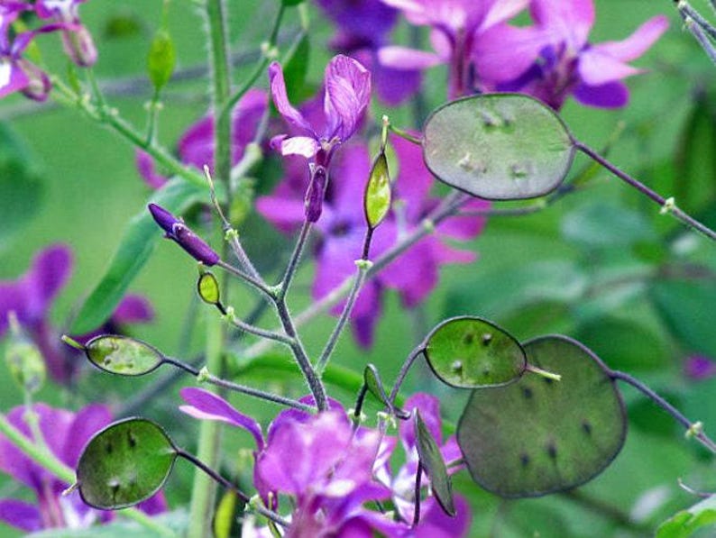 Money Plant Flower Seeds: Heirloom Lunaria, Silver Dollar, Pollinator Garden image 6