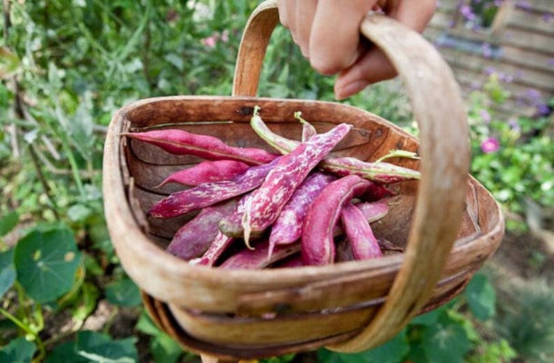 Heirloom French Horticultural Half Runner Bean Seeds - Organic, Non-GMO Bild 1