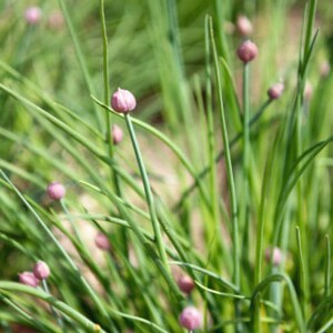 Heirloom Common Chives Seeds Container Friendly, Pretty Purple Flowers, Organic, Non-GMO image 9