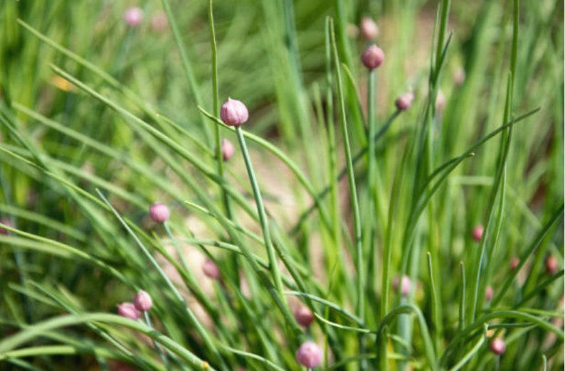 Heirloom Common Chives Seeds Container Friendly, Pretty Purple Flowers, Organic, Non-GMO image 9