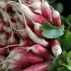 French Breakfast Heirloom Radish Seeds - Organic, Non-GMO image 6