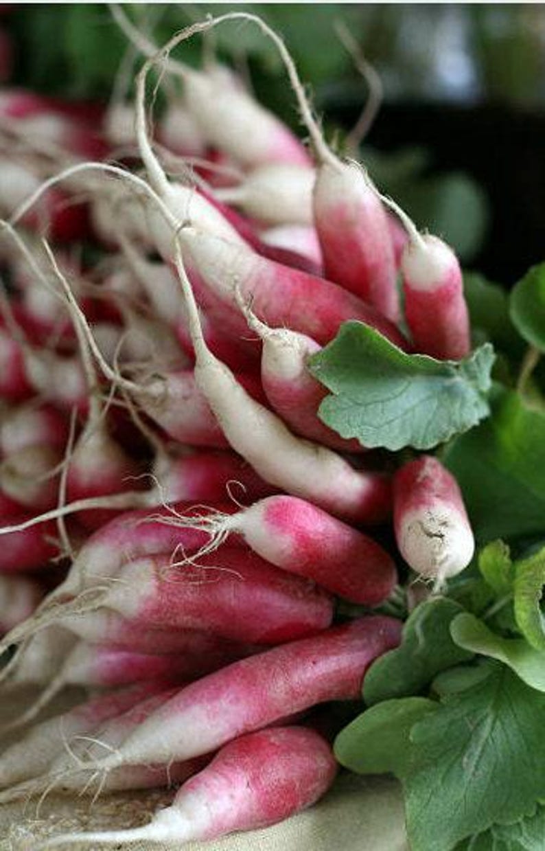 French Breakfast Heirloom Radish Seeds - Organic, Non-GMO image 6