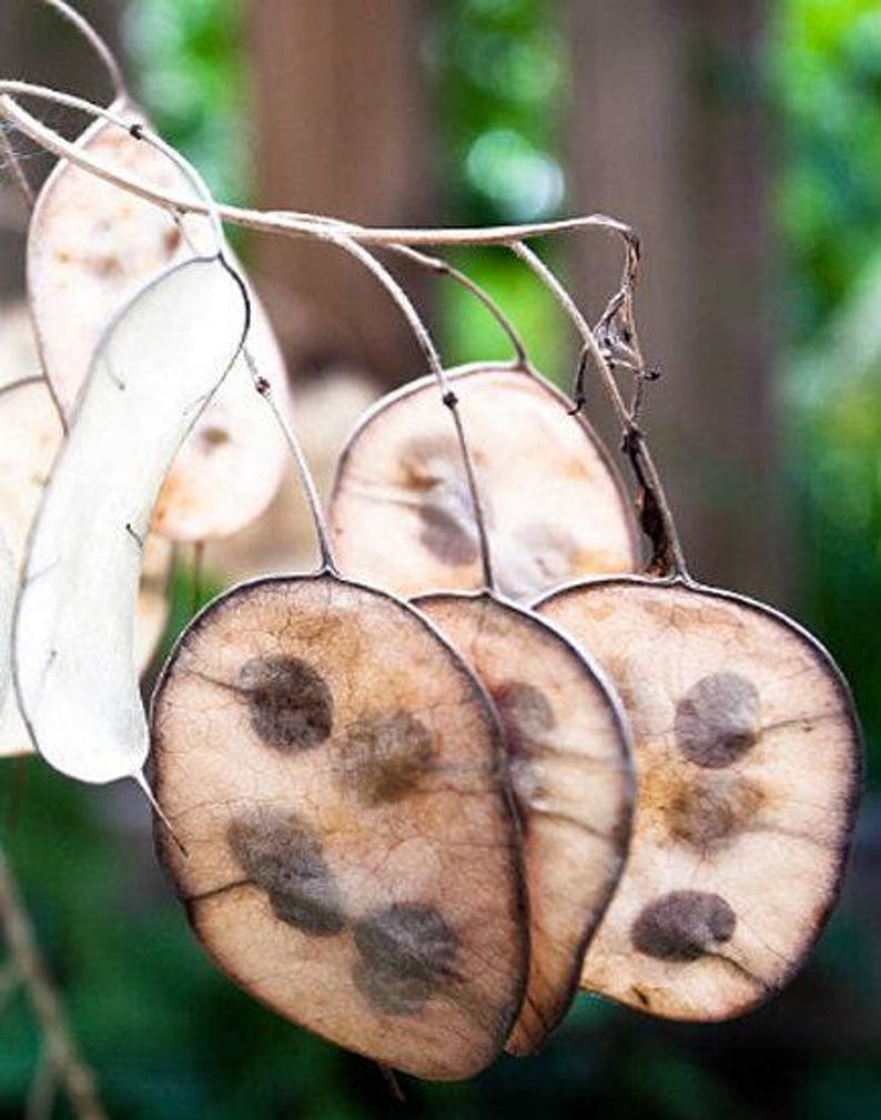 Money Plant Flower Seeds: Heirloom Lunaria, Silver Dollar, Pollinator Garden image 7