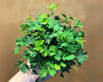 Mimosa, Sensitive Plant Seeds - Heirloom Flower, Touch Me Not Plant, Houseplant, Potted Annual (Mimosa pudica)