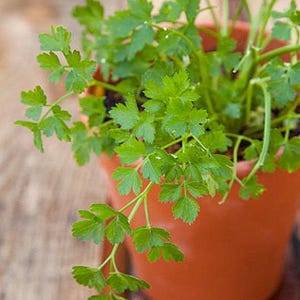 Slow Bolt Cilantro Seeds, Heirloom Herb (Non-GMO, Organic) image 2