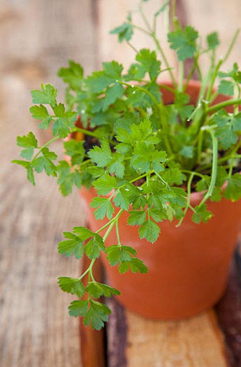 Slow Bolt Cilantro Seeds, Heirloom Herb (Non-GMO, Organic) image 2