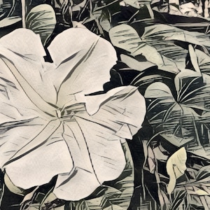 Moonflower Heirloom Flowering Vine Seeds