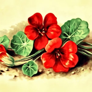 Nasturtium, Empress of India Flower Seeds - Dwarf Heirloom Herb, Edible Flowers, Hanging Basket